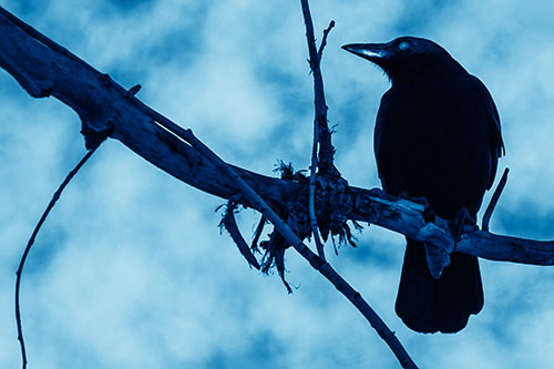 Glazed Eyed Crow Gazing Sideways Along Sloping Tree Branch (Blue Shade Photo)