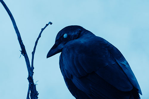 Glazed Eyed Crow Hunched Over Atop Tree Branch (Blue Shade Photo)