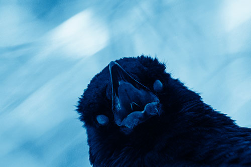 Glazed Eyed Tongue Screaming Crow (Blue Shade Photo)