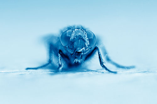Glistening Cluster Fly Sticking Tongue Out (Blue Shade)