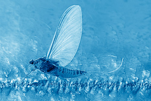 Glistening Mayfly Enjoying Bright Sunlight (Blue Shade)