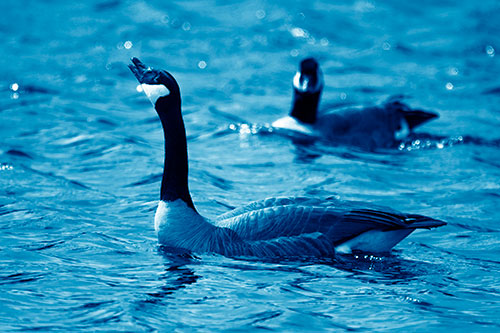 Goose Honking Loudly On Lake Water (Blue Shade Photo)