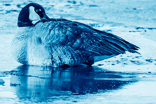Goose Resting Atop Ice Frozen River (Blue Shade Photo)