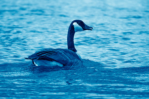 Goose Swimming Down River Water (Blue Shade Photo)