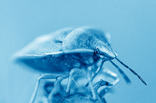 Gorse Shieldbug Standing Atop Gumplant (Blue Shade)