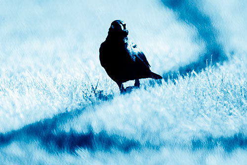 Grackle Bird Walking Down Shadow Line (Blue Shade Photo)