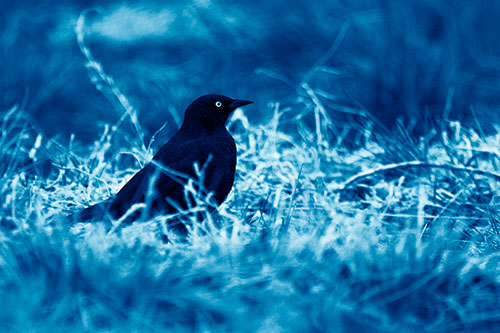 Grackle Standing Among Grass (Blue Shade Photo)