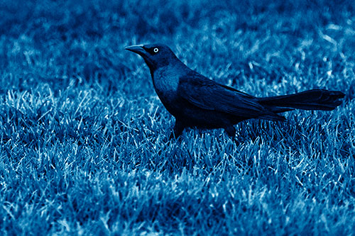 Grackle Walking Among Fresh Cut Grass (Blue Shade)