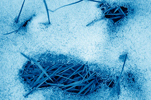 Grass Blade Face Pierces Through Melting Snow (Blue Shade Photo)