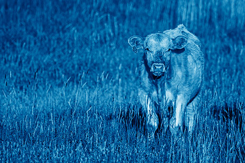 Grass Chewing Cow Spots Intruder (Blue Shade Photo)