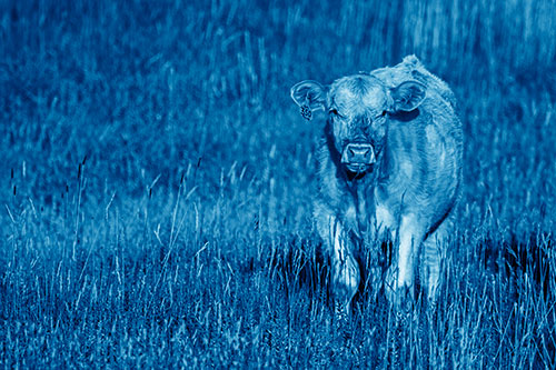 Grass Chewing Cow Spots Intruder (Blue Shade)