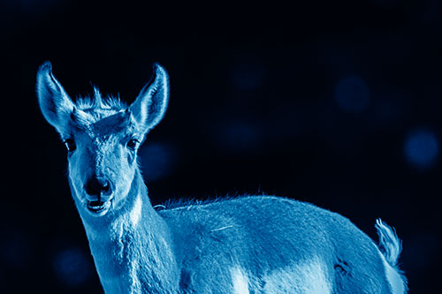 Grass Chewing Pronghorn Watches Ahead (Blue Shade Photo)