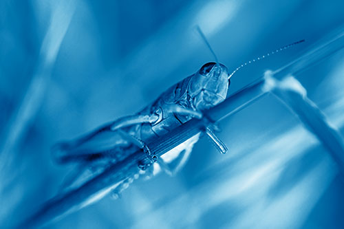 Grasshopper Cuddles Grass Blade Tightly (Blue Shade Photo)