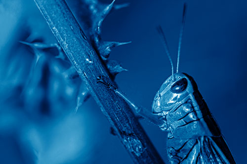 Grasshopper Hangs Onto Weed Stem (Blue Shade Photo)