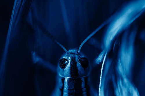 Grasshopper Holds Tightly Among Windy Grass Blades (Blue Shade Photo)