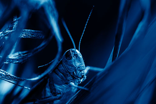 Grasshopper Perched Between Dead And Alive Grass (Blue Shade)