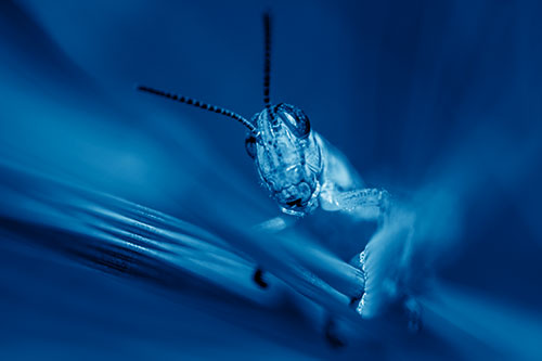 Grasshopper Rides Grass Blades Among Wind (Blue Shade)