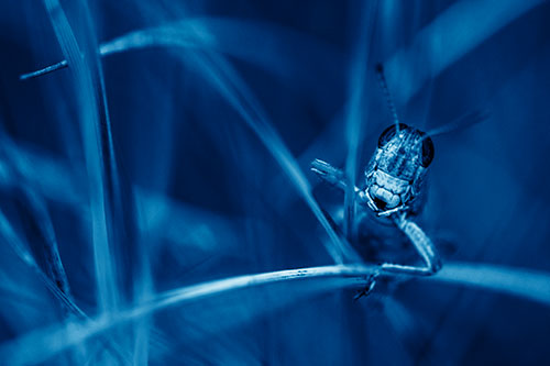 Grasshopper Smiling Among Intersecting Grass Blades (Blue Shade)