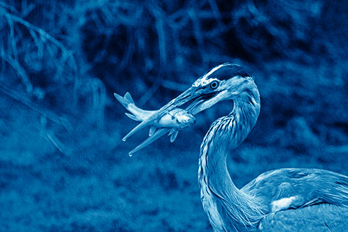 Great Blue Heron Clamps Trout Fish Between Beak (Blue Shade)