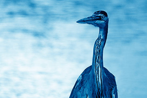 Great Blue Heron Glancing Among River (Blue Shade Photo)