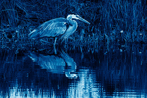 Great Blue Heron Searching Shoreline (Blue Shade)