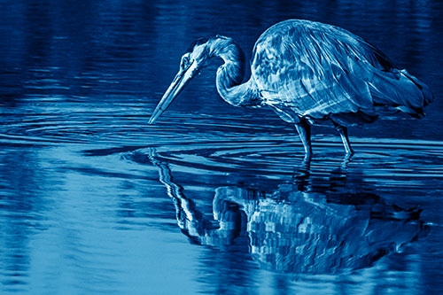 Great Blue Heron Snatches Pond Fish (Blue Shade Photo)
