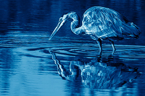 Great Blue Heron Snatches Pond Fish (Blue Shade)