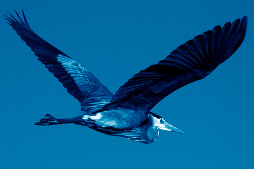 Great Blue Heron Soaring The Sky (Blue Shade Photo)