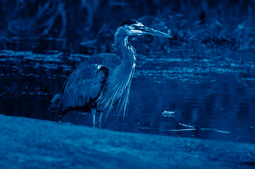 Great Blue Heron Standing Among Shallow Water (Blue Shade Photo)