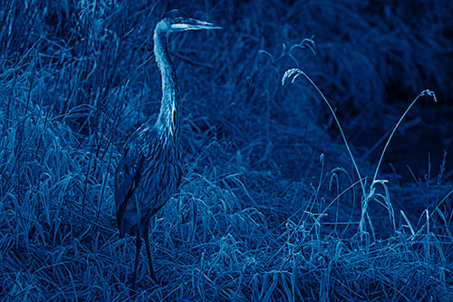 Great Blue Heron Standing Tall Among Feather Reed Grass (Blue Shade Photo)