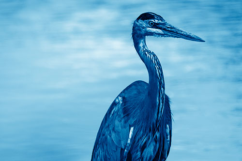 Great Blue Heron Standing Tall Among River Water (Blue Shade Photo)