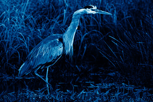 Great Blue Heron Wading Across River (Blue Shade Photo)
