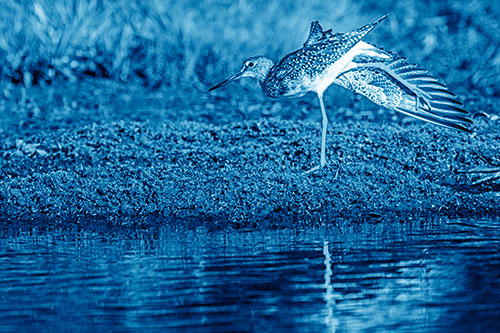 Greater Yellowlegs Stretching Along River Shore (Blue Shade)