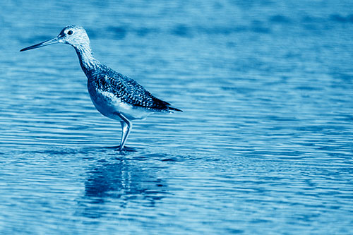 Greater Yellowlegs Wading Among Rippling River Water (Blue Shade Photo)