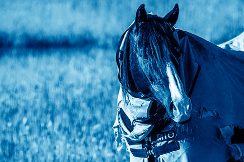 Hair Bang Horse Glancing Sideways In Coat (Blue Shade Photo)