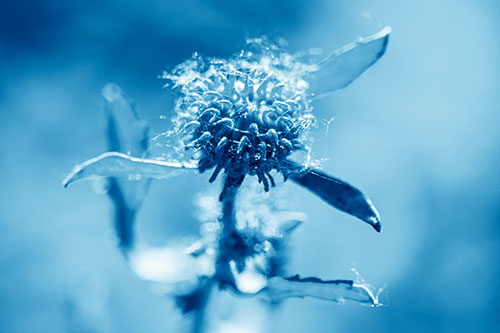 Hairy Gumplant Flower Embracing Sunshine (Blue Shade Photo)