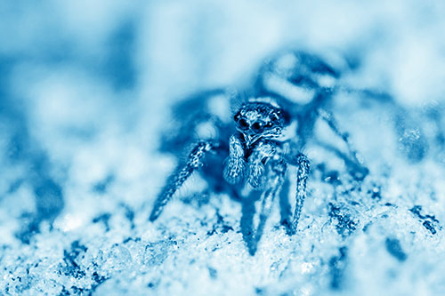 Hairy Jumping Spider Enjoying Sunshine (Blue Shade Photo)