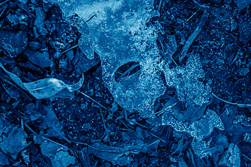 Half Melted Ice Face Atop Dead Leaves (Blue Shade)