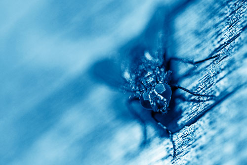 Happy Cluster Fly Enjoys Getting Suntan Among Cracked Wood (Blue Shade)