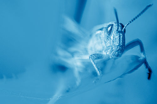 Happy Grasshopper Standing Among Sloping Leaf (Blue Shade)