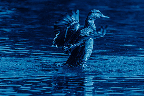 Happy Mallard Duck Flapping Wings Towards Sunshine (Blue Shade)