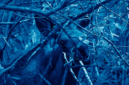 Happy Moose Smiling Behind Tree Branches (Blue Shade Photo)