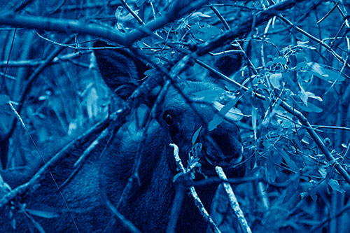 Happy Moose Smiling Behind Tree Branches (Blue Shade)