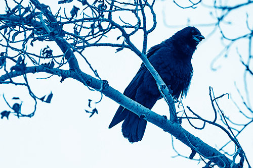 Happy Open Mouthed Crow Cawing (Blue Shade Photo)