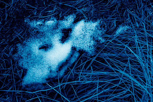 Happy Smug Faced Snow Patch Atop Grass (Blue Shade Photo)