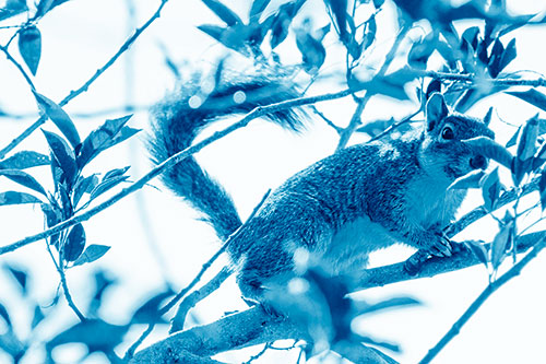 Happy Squirrel With Chocolate Covered Face (Blue Shade Photo)