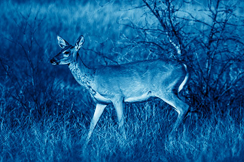 Happy White Tailed Deer Enjoying Stroll Through Grass (Blue Shade Photo)