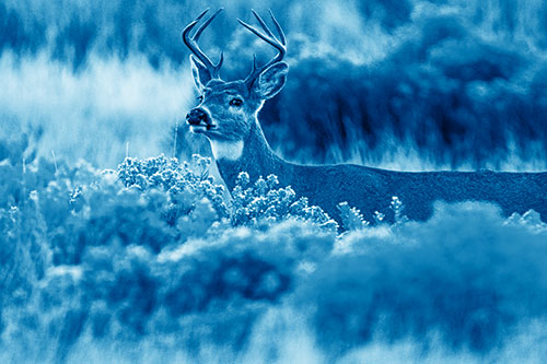 Happy White Tailed Deer Wanders Behind Vegetation (Blue Shade)