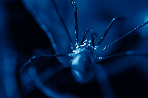 Harvestmen Spider Crawling Among Dead Leaves (Blue Shade Photo)