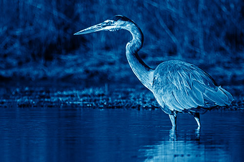 Head Tilting Great Blue Heron Hunting For Fish (Blue Shade Photo)